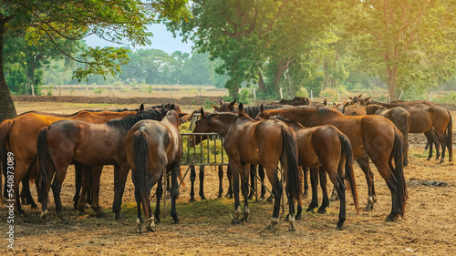 Horses grazing in field in evening. Many horses on pasture in sunset light. Majestic brown horses pasturing in warm spring sunshine. Herd of horses eating grass and straw in field. Animals and food.