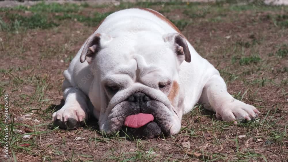 Funny adult english bulldog is resting on the ground in summer on a yard. Sleeps with tongue out. Pet concept. 4k Funny adult english bulldog is resting on the ground in summer on a yard. Sleeps with tongue out. Pet concept. 4k
