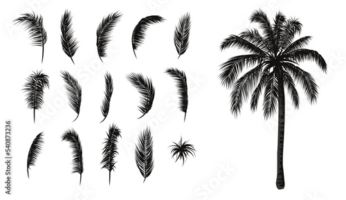 Palm leaves set. Palm tree silhouette and palm branches.