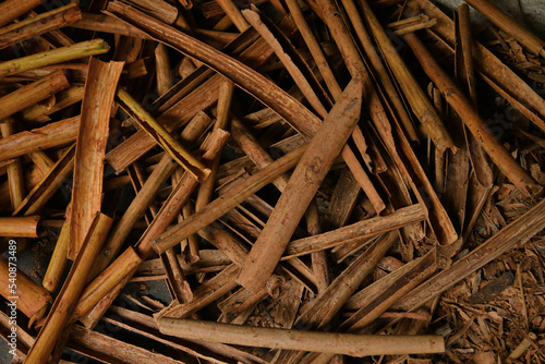 Overhead view of the pile of Ceylon Cinnamon barks which freshly removed from the Cinnamon stems