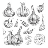 Set of hand drawn monochrome different garlics sketch style, vector illustration
