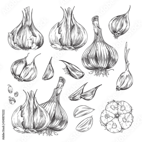 Set of hand drawn monochrome different garlics sketch style, vector illustration photo