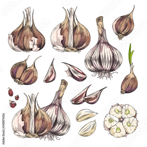 Garlic bulbs and cloves collection, hand drawn vector illustration isolated.