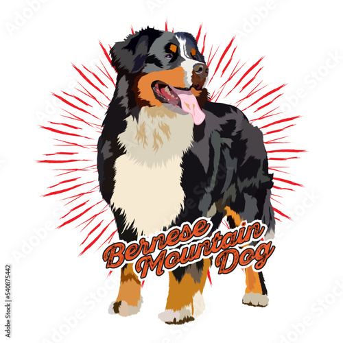 bernese mountain dog