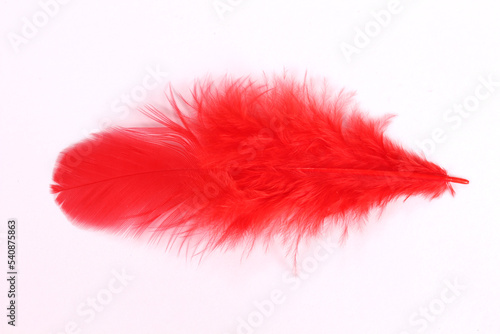 募金イメージ 白背景の赤い羽根