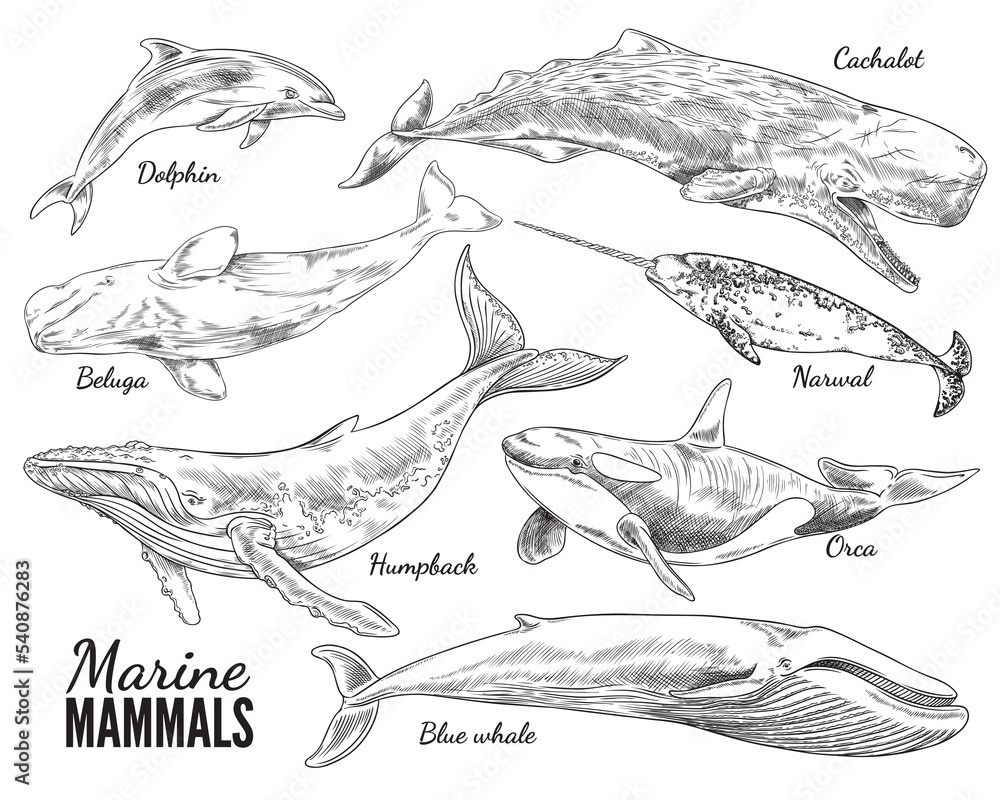 Fototapeta premium Marine mammals set, hand drawn sketch vector illustration isolated on white background.
