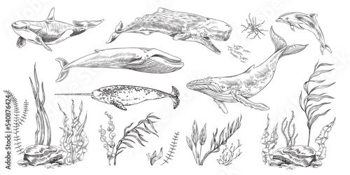 Sea mammal animals and nature elements set, sketch vector illustration isolated.