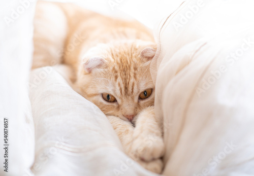 Sleeping kitty at home on blur light background. Little kitten sleeps in curtains on windowsill. Cute muzzle of pet lies on paws. Ginger Scottish fold cat sleeps sweetly. Cats rest