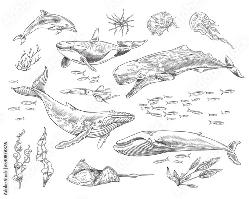 Set of different marine mammals and plants sketch style