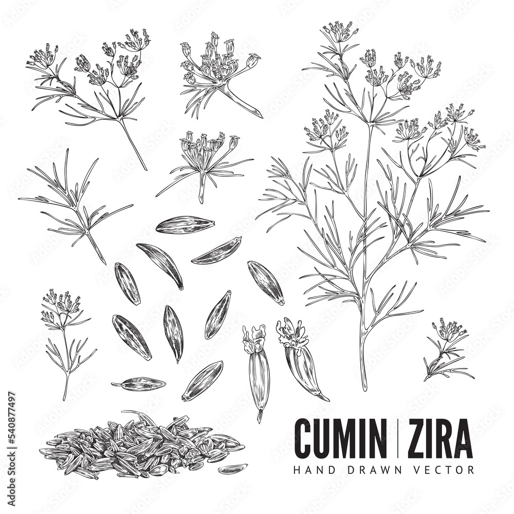 Cumin seasoning hand drawn sketch, plant and seeds vector