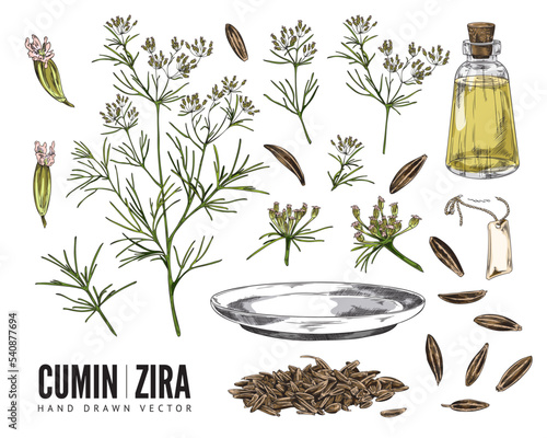 Cumin or zira spices set, flowering plant and il - sketch vector illustration isolated on white background.