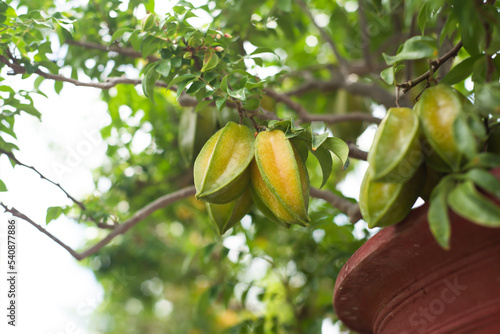 Green Carambola fruit known as star fruit growing on a branch in Vietnam