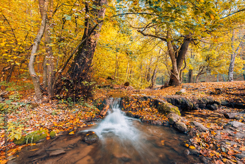 View of waterfall in autumn. Waterfall in autumnal colors deep in the forest. Peaceful colorful leaves sunny closeup creek. Seasonal forest landscape dream scenic nature. Beautiful nature woodland © icemanphotos