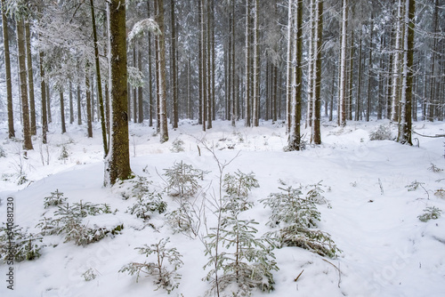Snowy coniferous forest with snow and frost in winter © Lars Johansson