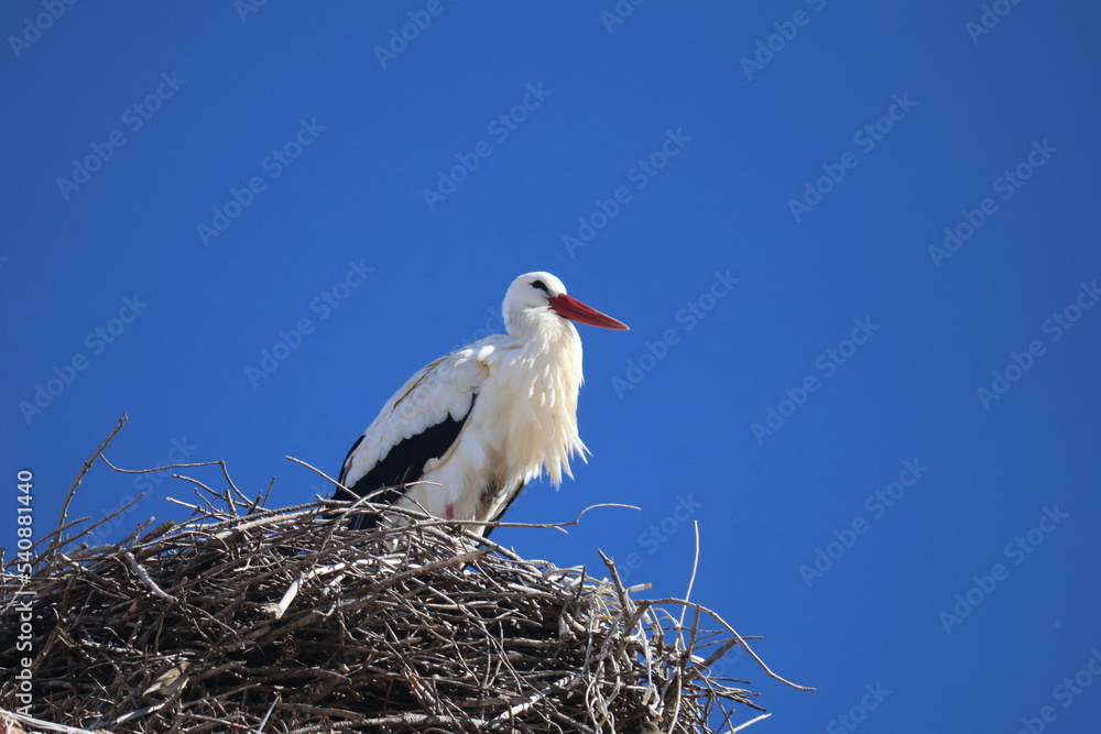 Fototapeta premium Stork