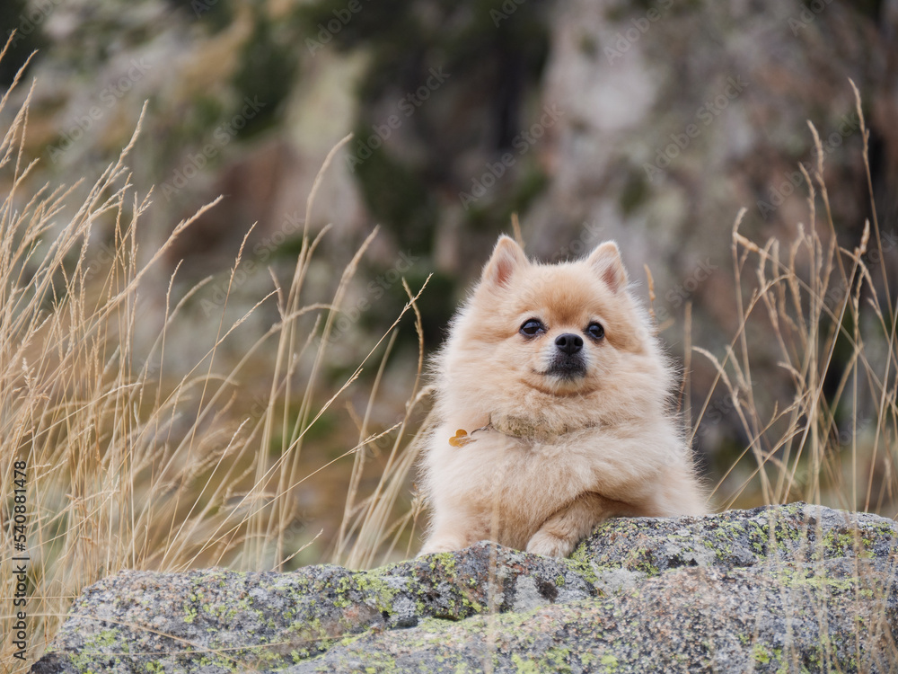 A cute cheerful Spitz sitting on the stones in the mountains. Little dog on the background of nature