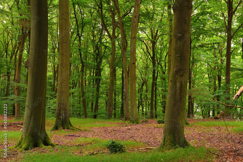 Laubwald im Sommer Laubwald im Sommer