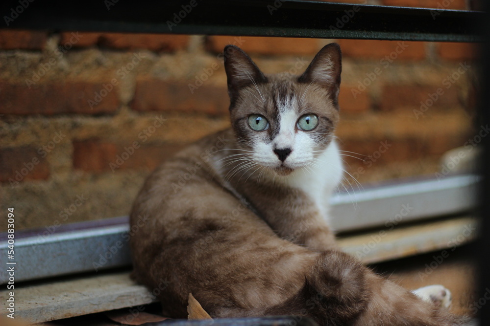 The expression of a sharp eye gaze, a female village cat when looking at prey. Felis silvestris lybica.