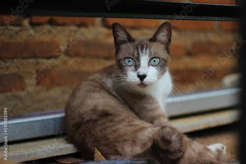 The expression of a sharp eye gaze, a female village cat when looking at prey. Felis silvestris lybica.