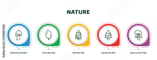 editable thin line icons with infographic template. infographic for nature concept. included american chestnut tree, tulip tree tree, red pine balsam fir black locust icons.