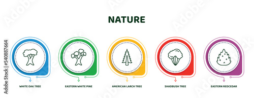 editable thin line icons with infographic template. infographic for nature concept. included white oak tree, eastern white pine tree, american larch tree, shadbush eastern redcedar icons.