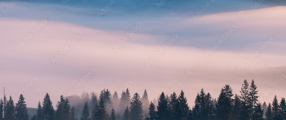 Beautiful autumn scenic panorama of foggy Carpathian mountains at the early morning. Spruce trees in front of beautiful fog background between the mountain hills.