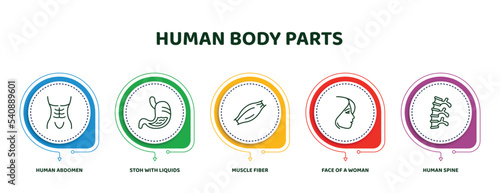 editable thin line icons with infographic template. infographic for human body parts concept. included human abdomen, stoh with liquids, muscle fiber, face of a woman, human spine icons.