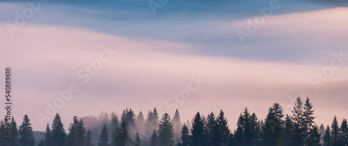 Beautiful autumn scenic panorama of foggy Carpathian mountains at the early morning. Spruce trees in front of beautiful fog background between the mountain hills.