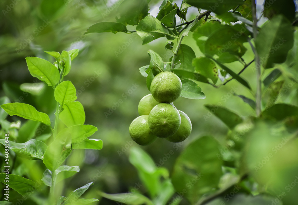 Lime fruit hanging from the branches of Lime tree