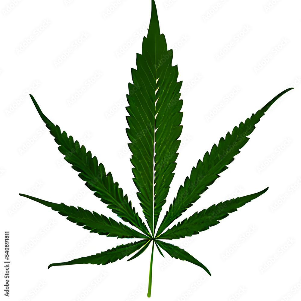 cannabis leaf isolated on white cannabis leaf isolated on white