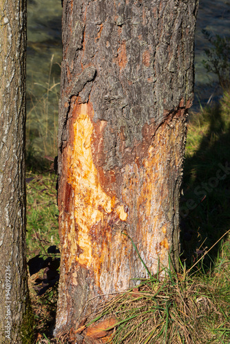 Detail of a tree trunk with the bark eaten by deers in the late autumn season in the bavarian alps