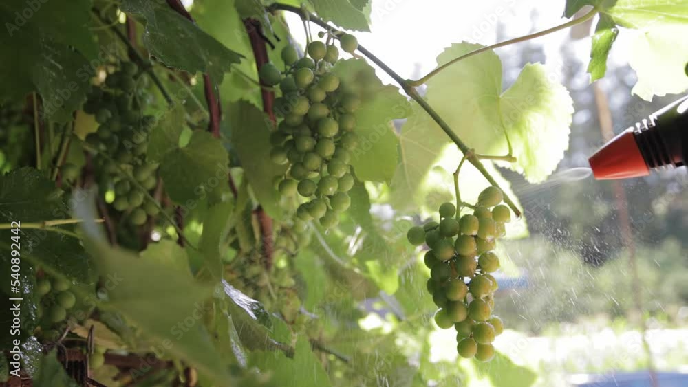 Treatment of grapes from fungal infections and rodents with special