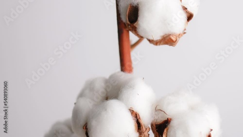 Natural cotton branch with white fluffy flowers rotate on white background close-up. Organic material for the production of fabrics, cotton products, cosmetics. Decorative cotton flower