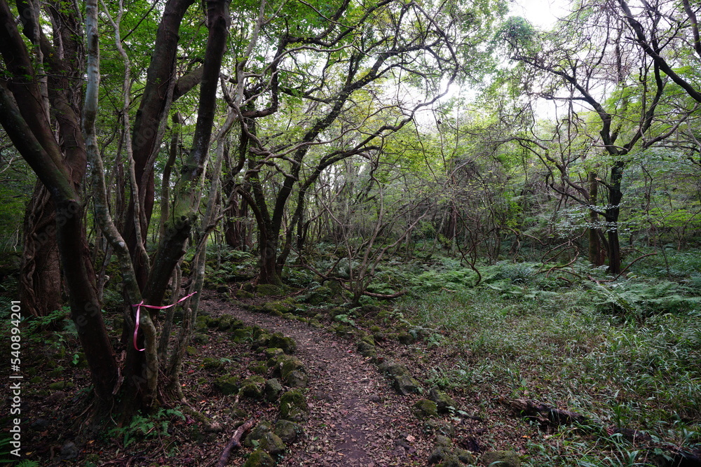 Naklejka premium autumn forest with old trees and path