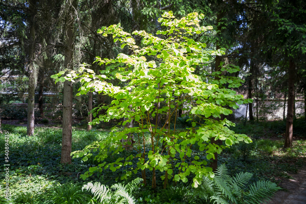 Hazel tree in a forest Hazel tree in a forest