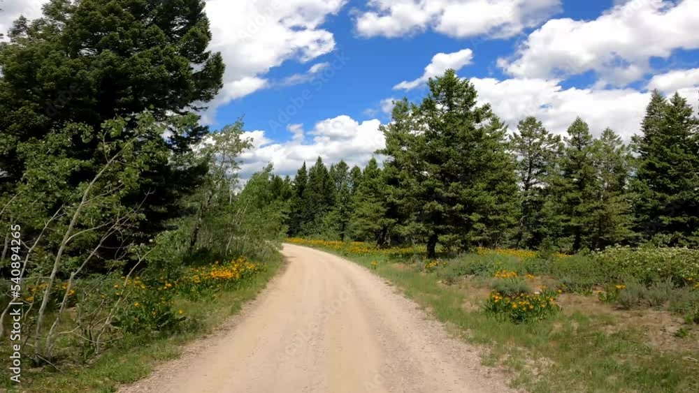 Upper Rainey 54 Creek Trailhead Dirt Road Yellow Flowers Birch Trees Irwin Idaho Rocky Mountains Driving POV Upper Rainey 54 Creek Trailhead Dirt Road Yellow Flowers Birch Trees Irwin Idaho Rocky Mountains Driving POV