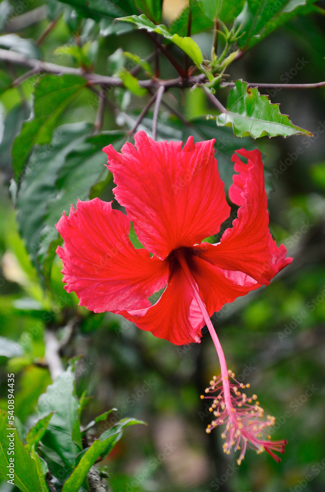 red hibiscus flower in garden red hibiscus flower in garden