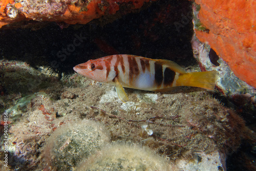 Painted comber (Serranus scriba) photo