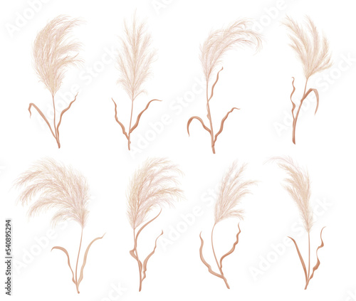 Pampas grass, dry boho flower plants and floral feather plume blossoms, isolated vector. Pampas grass with leaves or field reed pattern, wheat wreath or Japanese plant with dried flower foliage