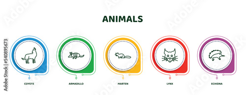 editable thin line icons with infographic template. infographic for animals concept. included coyote, armadillo, marten, lynx, echidna icons.