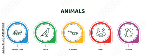 editable thin line icons with infographic template. infographic for animals concept. included siberian tiger, raven, mongoose, hippo, bedbug icons.