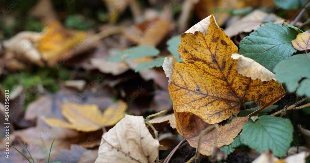 Colorful dry autumn leaves on a ground in a forest, panning shot, close-up, low-angle, real time, no people Colorful dry autumn leaves on a ground in a forest, panning shot, close-up, low-angle, real time, no people