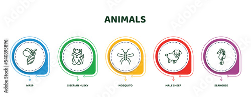 editable thin line icons with infographic template. infographic for animals concept. included wasp, siberian husky, mosquito, male sheep, seahorse icons.