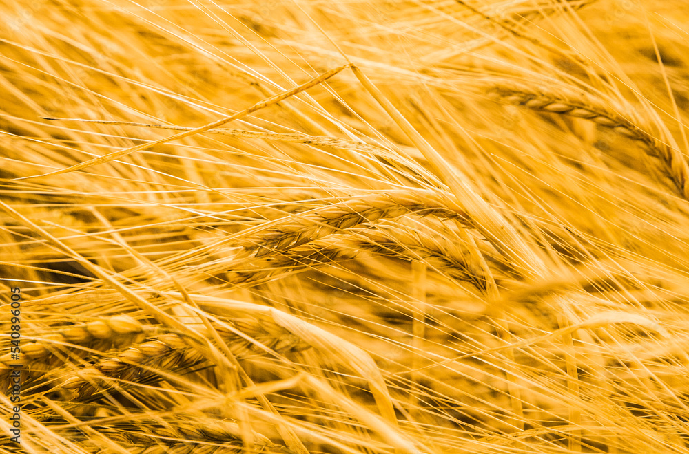 Ripening rye ears growing in the field. Golden rye in the noon time. Closeup view of rye ears. Ripening rye ears growing in the field. Golden rye in the noon time. Closeup view of rye ears.