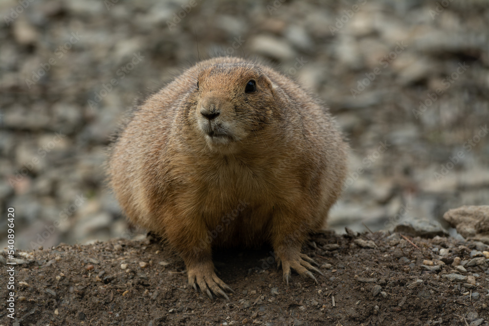 cute prairie dog curious watching cute prairie dog curious watching
