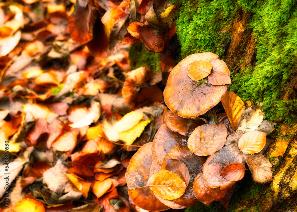 autumn leaves in the forest autumn leaves in the forest