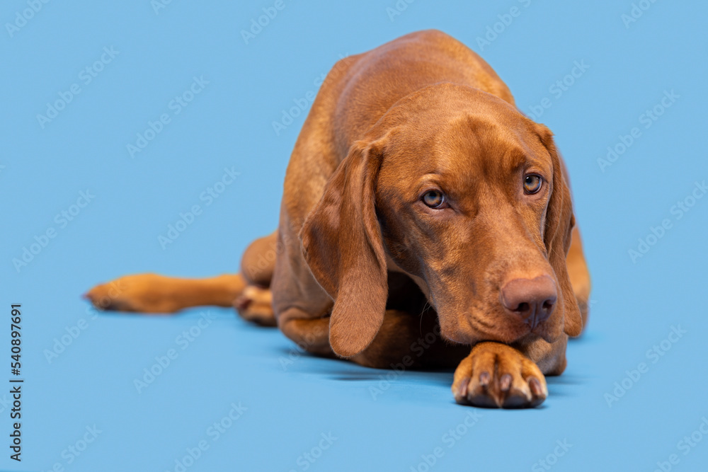 Beautiful hungarian vizsla dog full body studio portrait. Dog lying down and looking at camera over pastel blue background. Family dog background. Beautiful hungarian vizsla dog full body studio portrait. Dog lying down and looking at camera over pastel blue background. Family dog background.