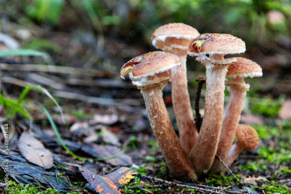 autumn mushrooms autumn mushrooms