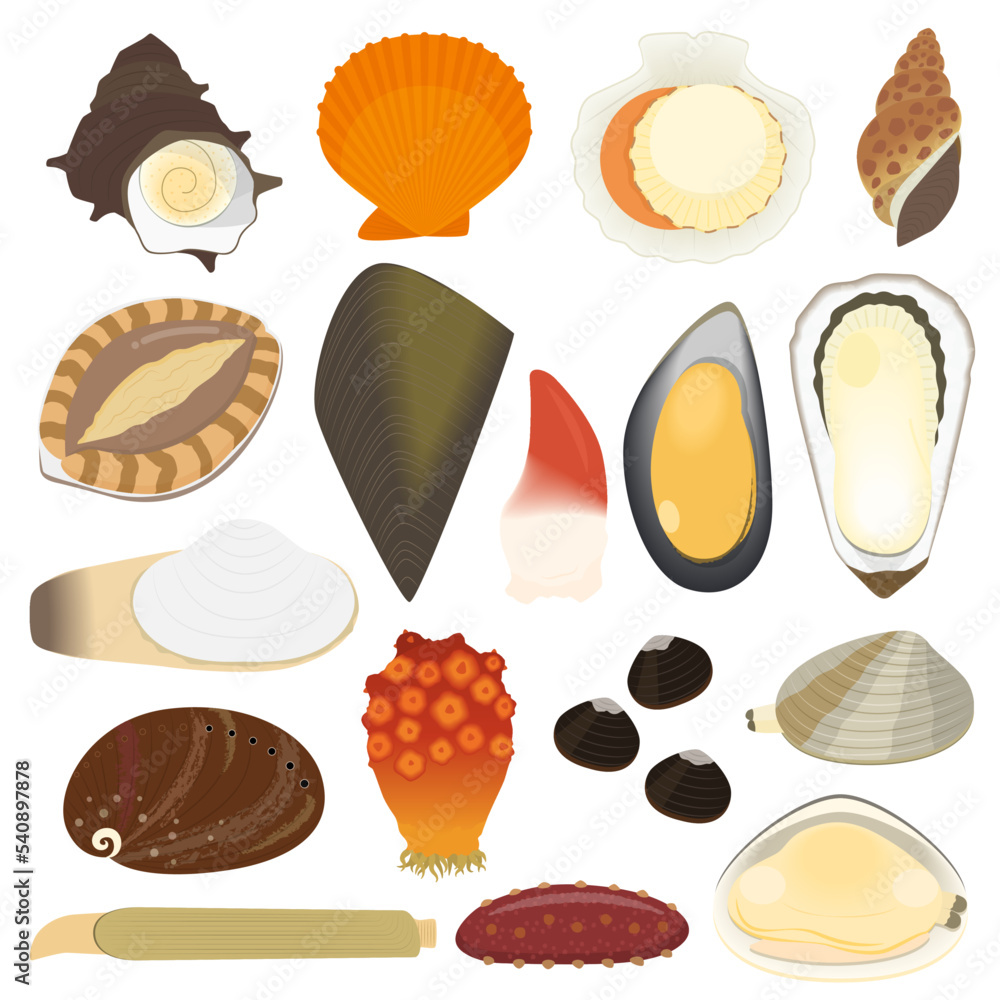貝・ほや・なまこのイラストセット Stock Vector | Adobe Stock
