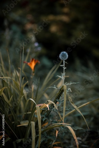 Vertical shot of dandelions in a dark forest near Reichenbach im Vogtland in Germany photo